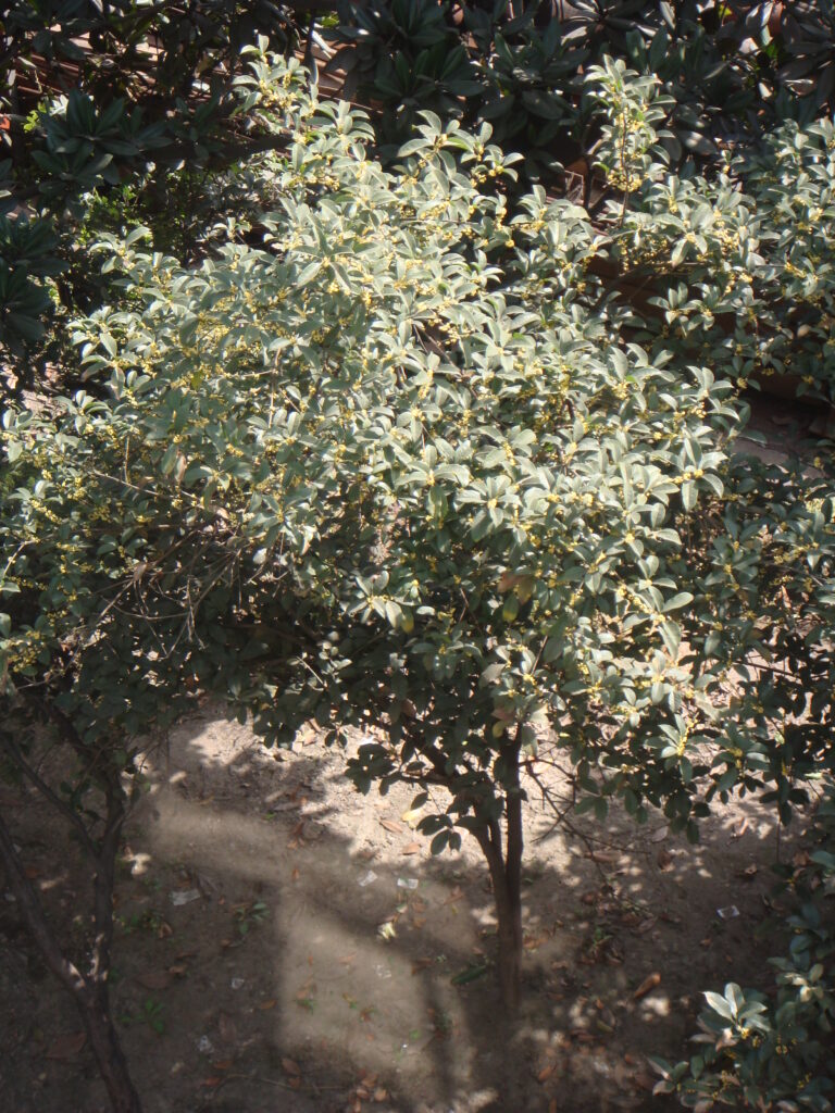 Osmanthus Season in China: Where September Actually Smells of Guihua