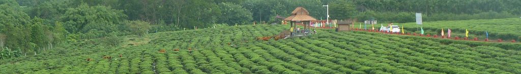 Baisha (Hainan) for First-Timers: What to Expect and How to Order