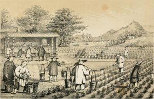 Chinese Tea Culture: History, Ceremony Types, Best Teas to Buy, Where to Visit