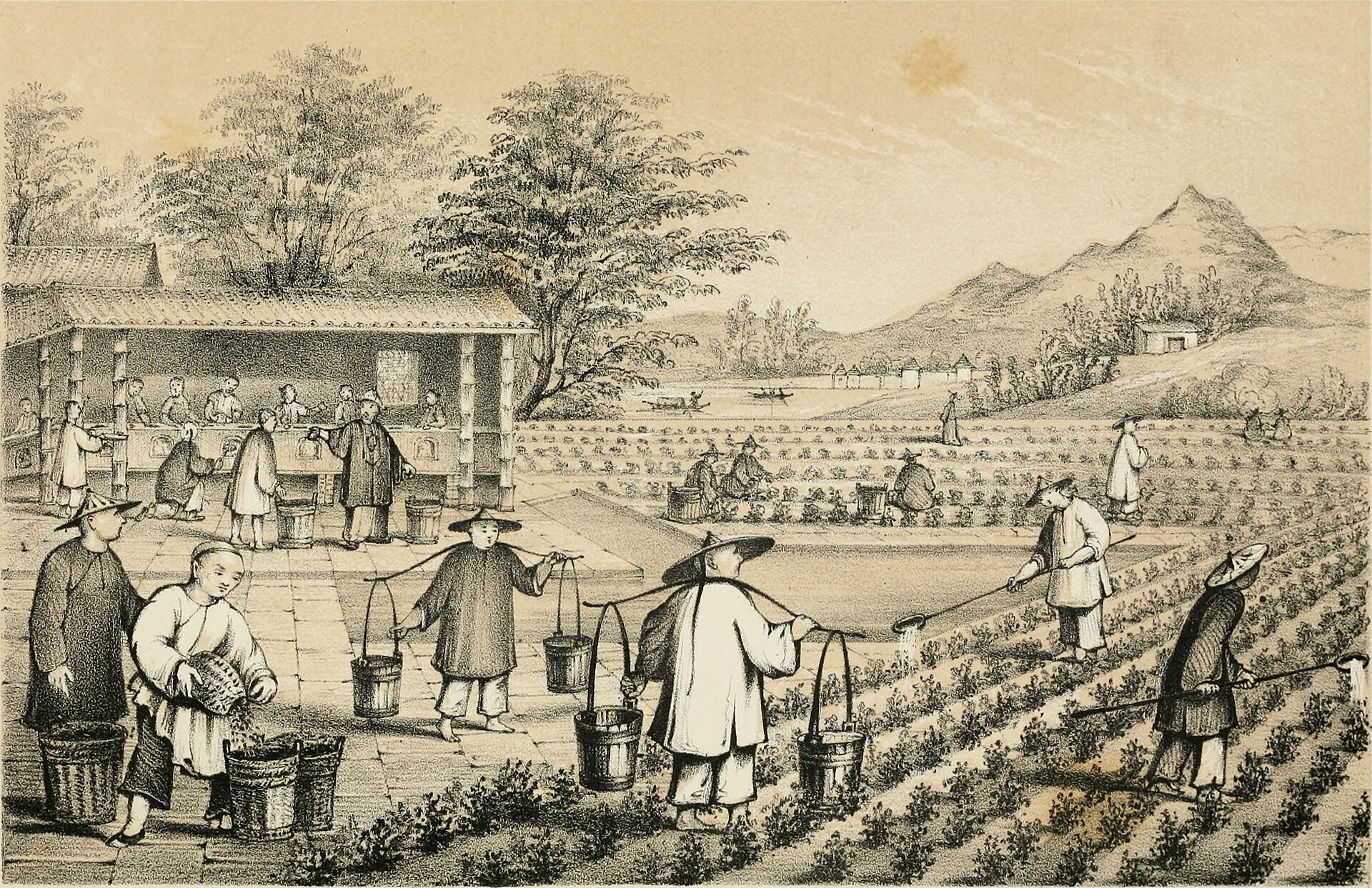 Chinese Tea Culture: History, Ceremony Types, Best Teas to Buy, Where to Visit