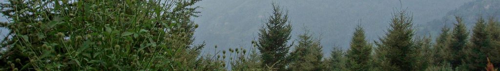 Laiyuan County for First-Timers: What to Expect and How to Order