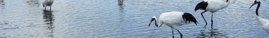 Zhalong National Nature Reserve Travel Guide, Best Time to Visit, Birdwatching Spots, How to Get There