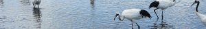Zhalong National Nature Reserve Travel Guide, Best Time to Visit, Birdwatching Spots, How to Get There