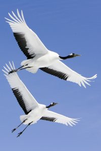Xianghai National Nature Reserve Travel Guide: Best Time to Visit, Birdwatching Spots, How to Get There