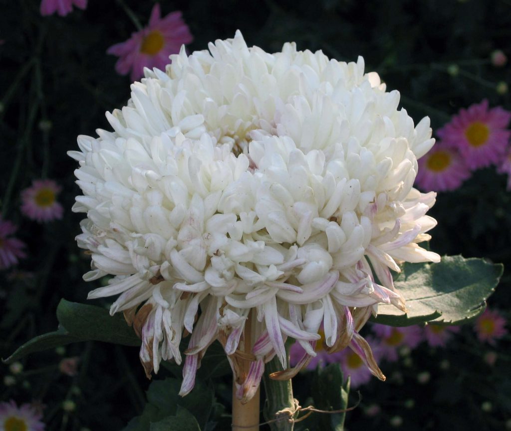 Autumn Chrysanthemum Shows in Chinese Cities 2026