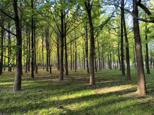 Golden ginkgo trees in Beijing Olympic Forest Park in early autumn