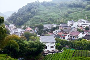 Terraced green tea fields and village hillsides near Hangzhou’s Longjing area