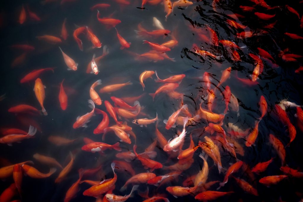 Hangzhou West Lake Autumn Weekend 2026
