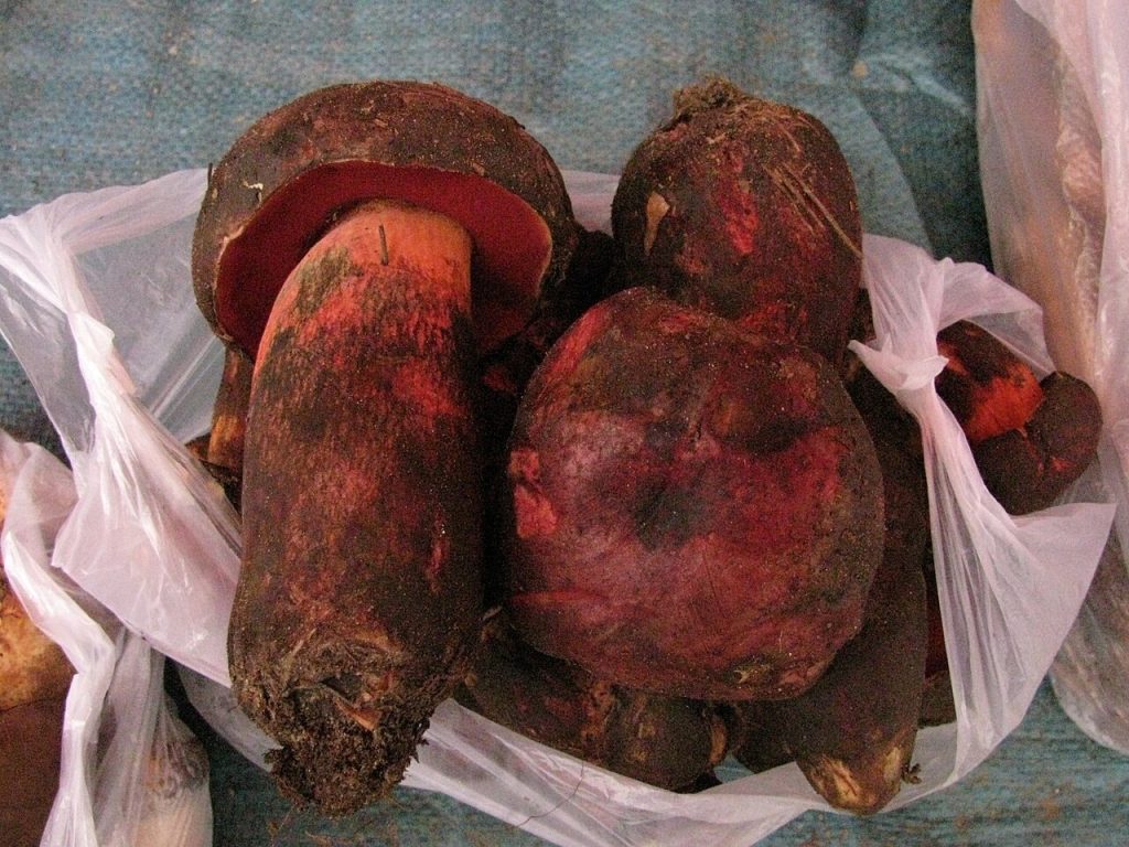 Kunming Wild Mushroom Hotpot Season Safety Tips