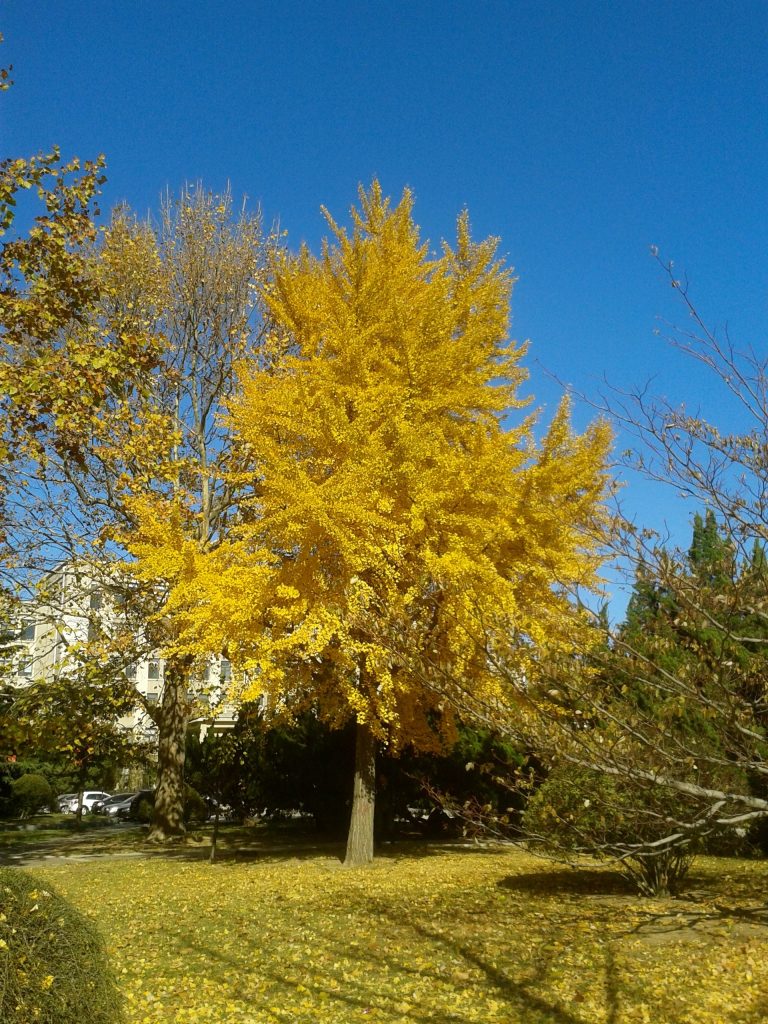 Packing List for China Autumn Travel October November 2026