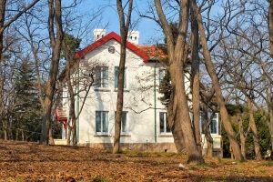Tree-lined villa street in Qingdao’s Badaguan historic district