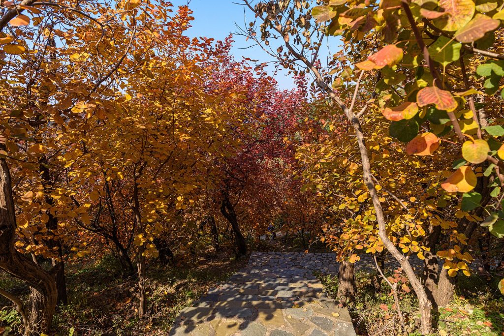 Red Leaf Photography Etiquette in Chinese Parks