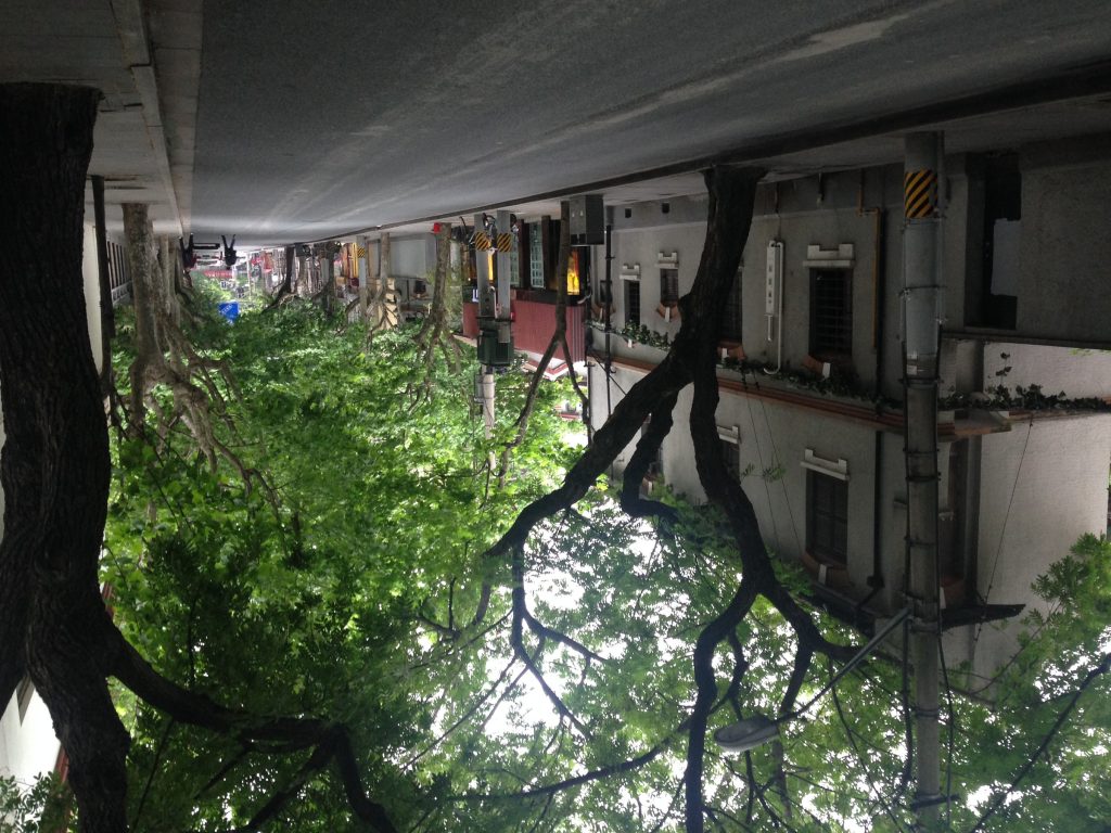 Tree-lined Wukang Road streetscape in Shanghai former French Concession
