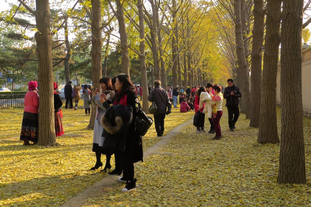 Visitors walking under golden ginkgo trees on a carpet of fallen yellow leaves along Diaoyutai Ginkgo Avenue in Beijing in mid-November