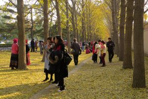 Visitors walking under golden ginkgo trees on a carpet of fallen yellow leaves along Diaoyutai Ginkgo Avenue in Beijing in mid-November