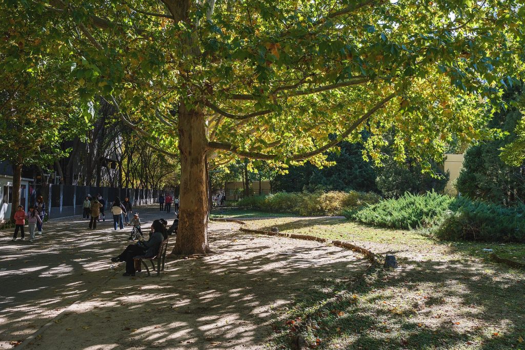 Traveller in a warm coat walking under autumn trees in a city park