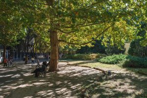 Traveller in a warm coat walking under autumn trees in a city park