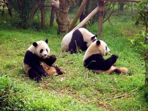 Giant panda eating bamboo in a green enclosure at a Chengdu research base