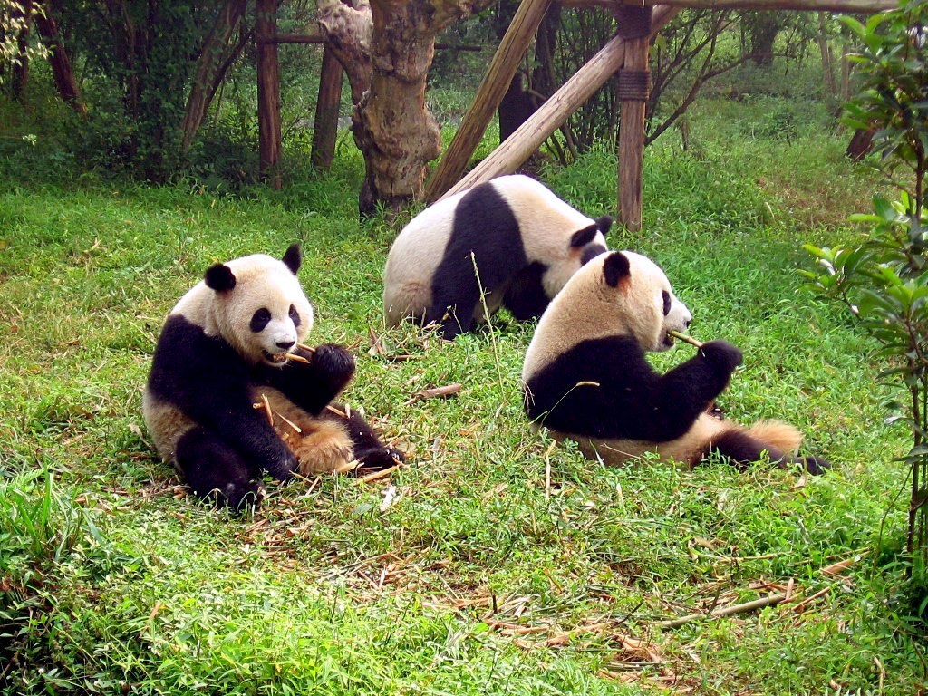 Giant panda eating bamboo in a green enclosure at a Chengdu research base