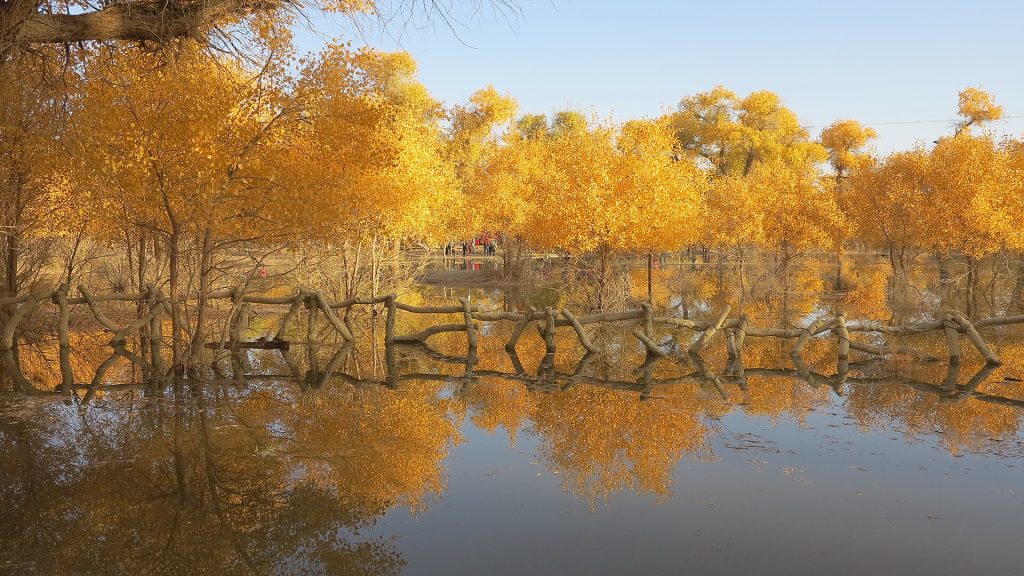 Golden Populus euphratica forest reflected in still water at Ejina Banner, Inner Mongolia
