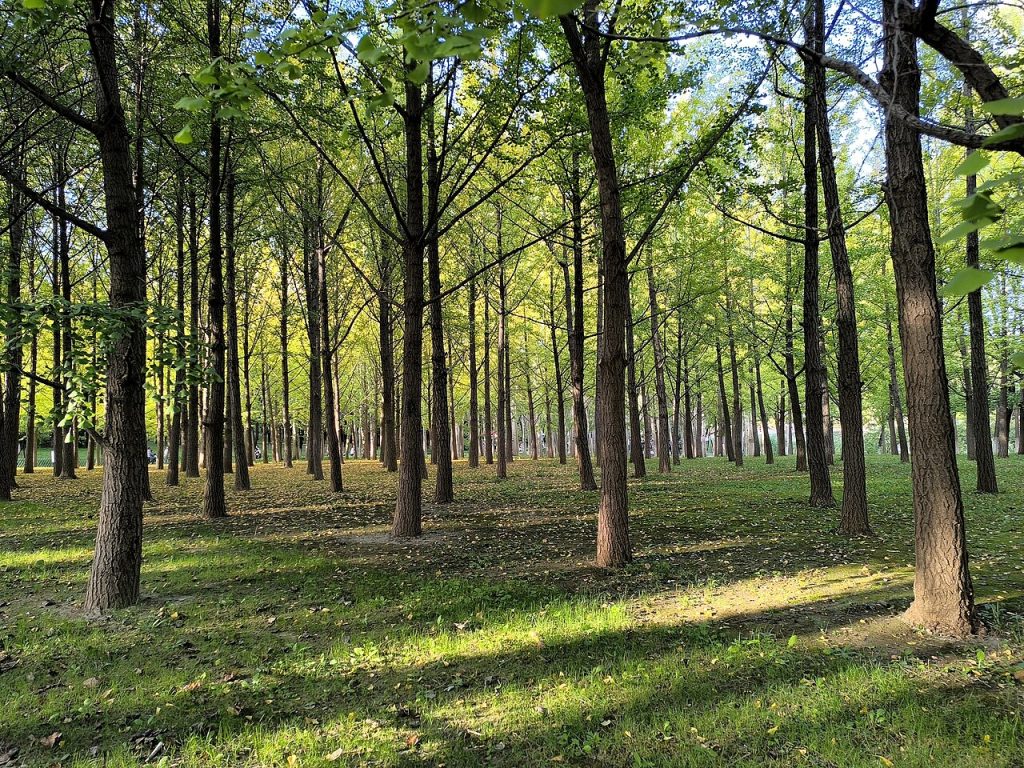 Autumn ginkgo forest path inside Beijing Olympic Forest Park