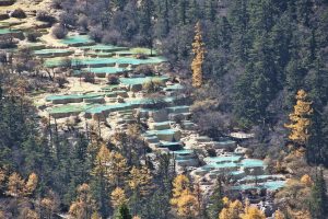 Terraced turquoise travertine pools of Huanglong surrounded by golden larches and dark conifers in autumn, Songpan County, Sichuan