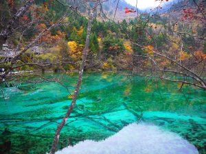 Colorful turquoise Five Flower Lake surrounded by autumn forest in Jiuzhaigou