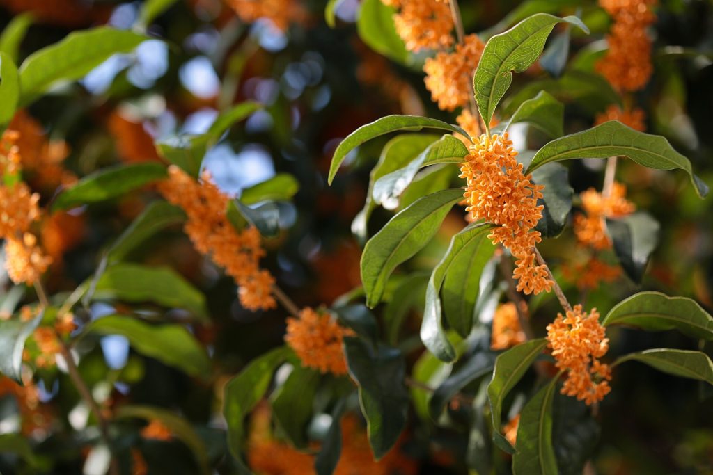 Clusters of orange-yellow Osmanthus fragrans blossoms on a branch