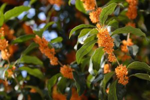 Clusters of orange-yellow Osmanthus fragrans blossoms on a branch
