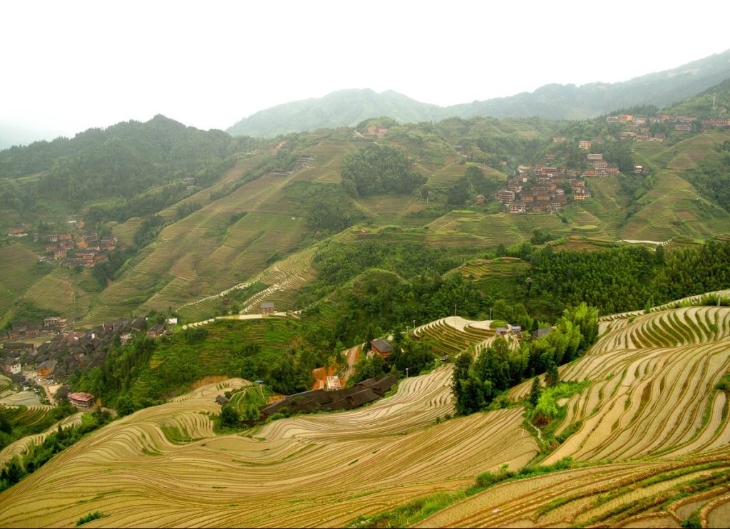 Layered Longji rice terraces climbing a green hillside in Guangxi