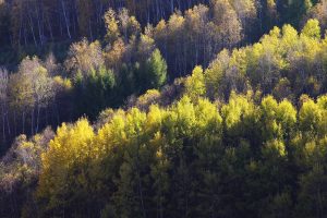 Golden larch and birch forest lit by low autumn sun in Saihanba National Forest Park, Hebei