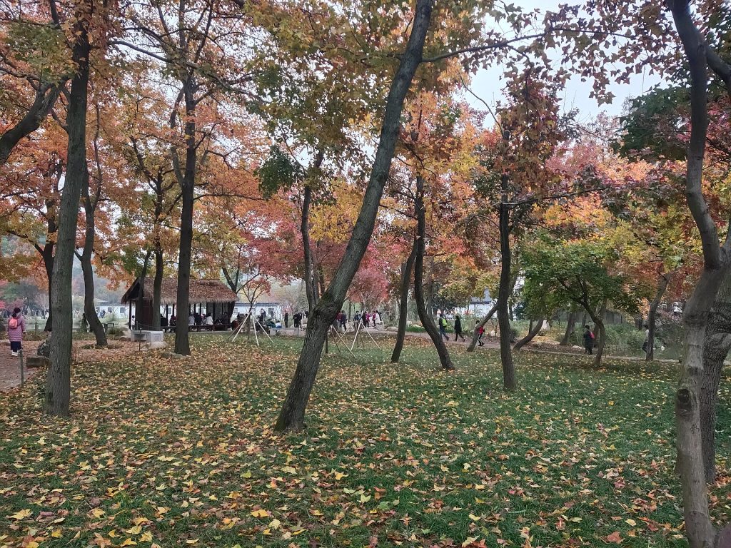 Autumn maple grove and thatched pavilion at the foot of Suzhou’s Tianping Mountain