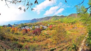 Autumn tallow and maple trees turning red and gold around Tachuan village in a valley of Yi County, Huangshan, Anhui