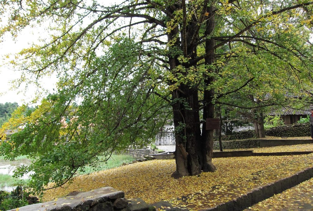 Tengchong Ginkgo Village in November 2026: When to Go, Getting There and Where to Stay