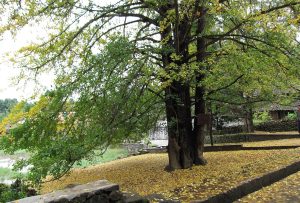 Old ginkgo tree with green and yellow leaves above a lane carpeted in fallen golden ginkgo leaves, beside low volcanic-stone walls in Jiangdong Ginkgo Village, Tengchong, Yunnan