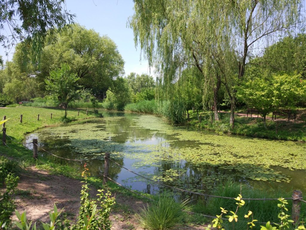 Riverbank path and greenery in Beijing Olympic Forest Park in summer