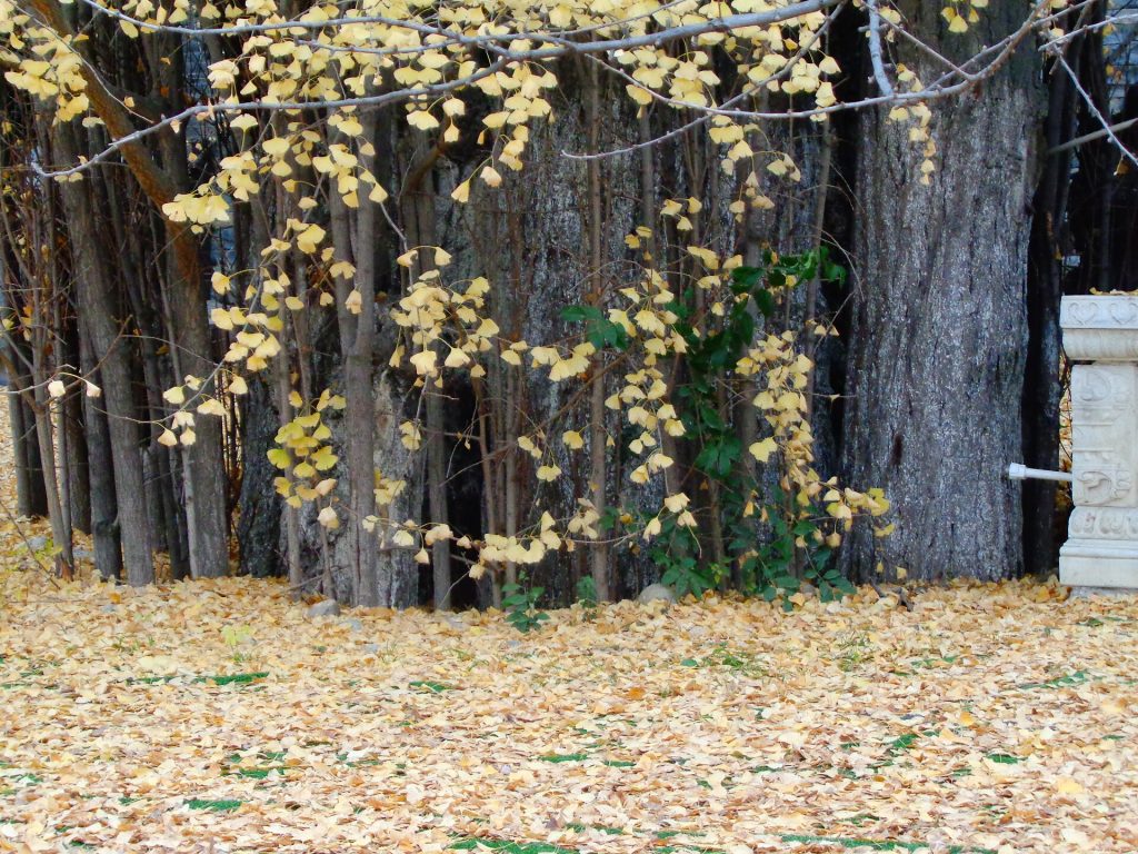 Carpet of yellow ginkgo leaves around the ancient tree at Xi’an’s Ancient Guanyin Zen Temple