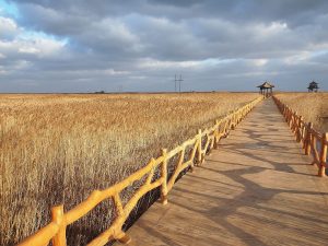 Wooden boardwalk through golden autumn reeds at the Yellow River Estuary wetland near Dongying, Shandong